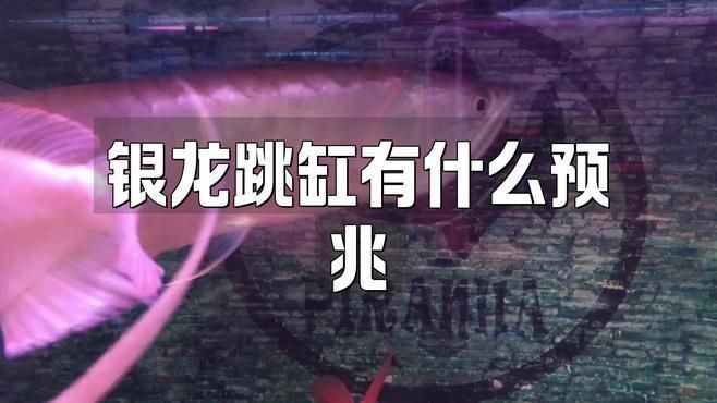 龍魚跳出魚缸有什么征兆