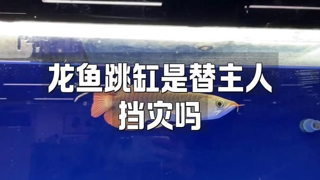 龍魚跳出魚缸有什么征兆