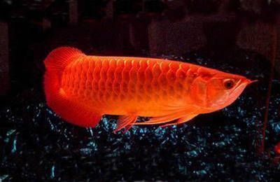 紅龍魚肝臟保健食譜：紅龍魚的肝臟保健食譜