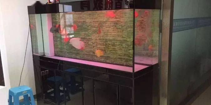 魚缸最長使用壽命（超白玻璃魚缸保養技巧）