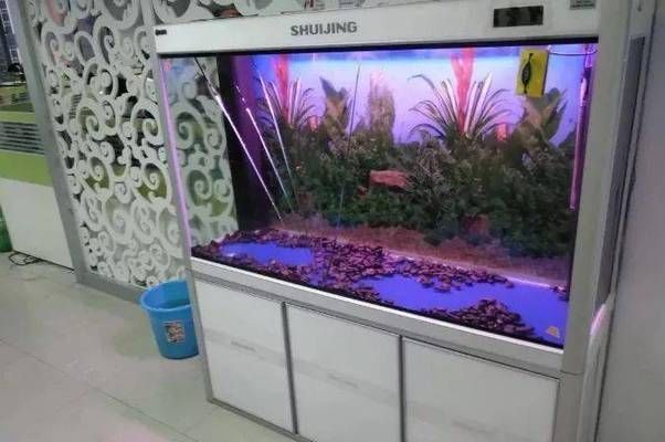 魚缸最長使用壽命（超白玻璃魚缸保養技巧）