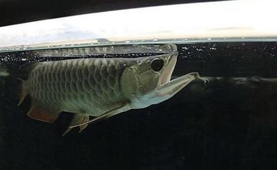 龍魚吃其他的魚嗎