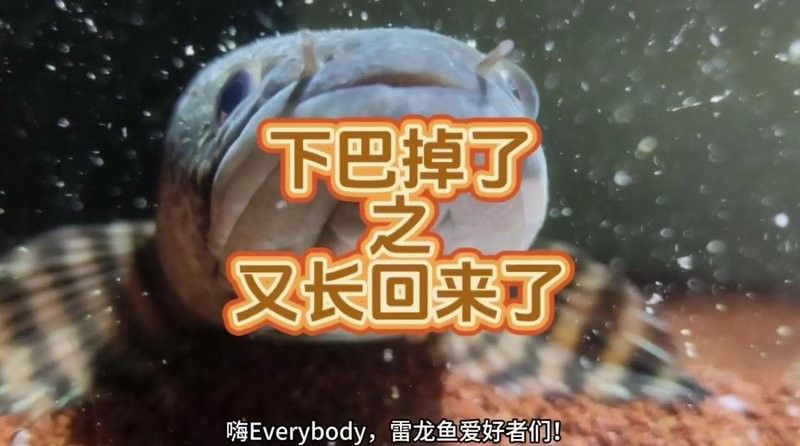 雷龍魚單眼凸出治療周期一般多久？