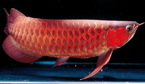 關(guān)于龍魚的句子唯美（《關(guān)于龍魚的唯美句子》）