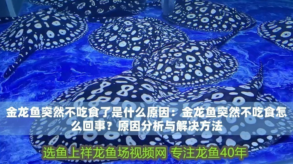 金龍魚突然不吃食了是什么原因：金龍魚突然不吃食怎么回事？原因分析與解決方法 金龍魚突然不吃食了是什么原因：金龍魚突然不吃食怎么回事？原因分析與解決方法 龍魚百科 第1張