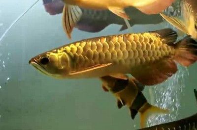 金龍魚的飼養用放鹽嗎:養金龍魚需要加鹽嗎 龍魚百科 第5張 金龍魚的飼養用放鹽嗎:養金龍魚需要加鹽嗎 金龍魚的飼養用放鹽嗎:養金龍魚需要加鹽嗎 龍魚百科 第5張