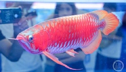 龍魚(yú)出售：關(guān)于龍魚(yú)的價(jià)格范圍及相關(guān)信息