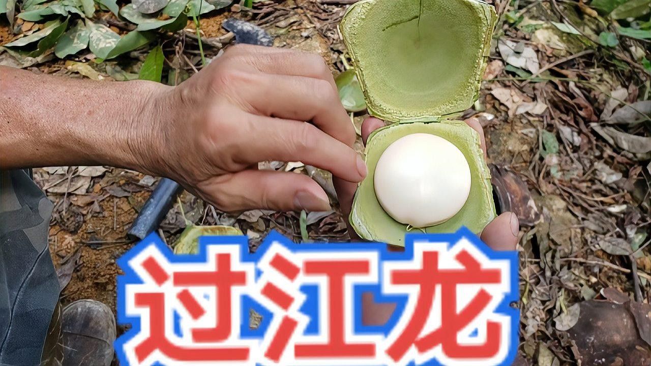 海南野生過(guò)山龍魚(yú)能吃嗎圖片大全