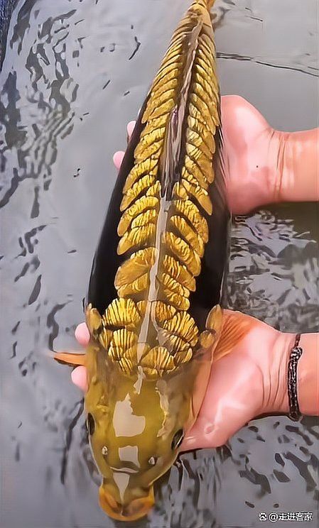 海南野生過(guò)山龍魚(yú)能吃嗎圖片大全