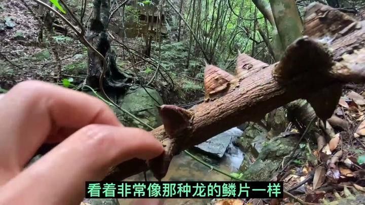 海南野生過(guò)山龍魚(yú)能吃嗎圖片大全
