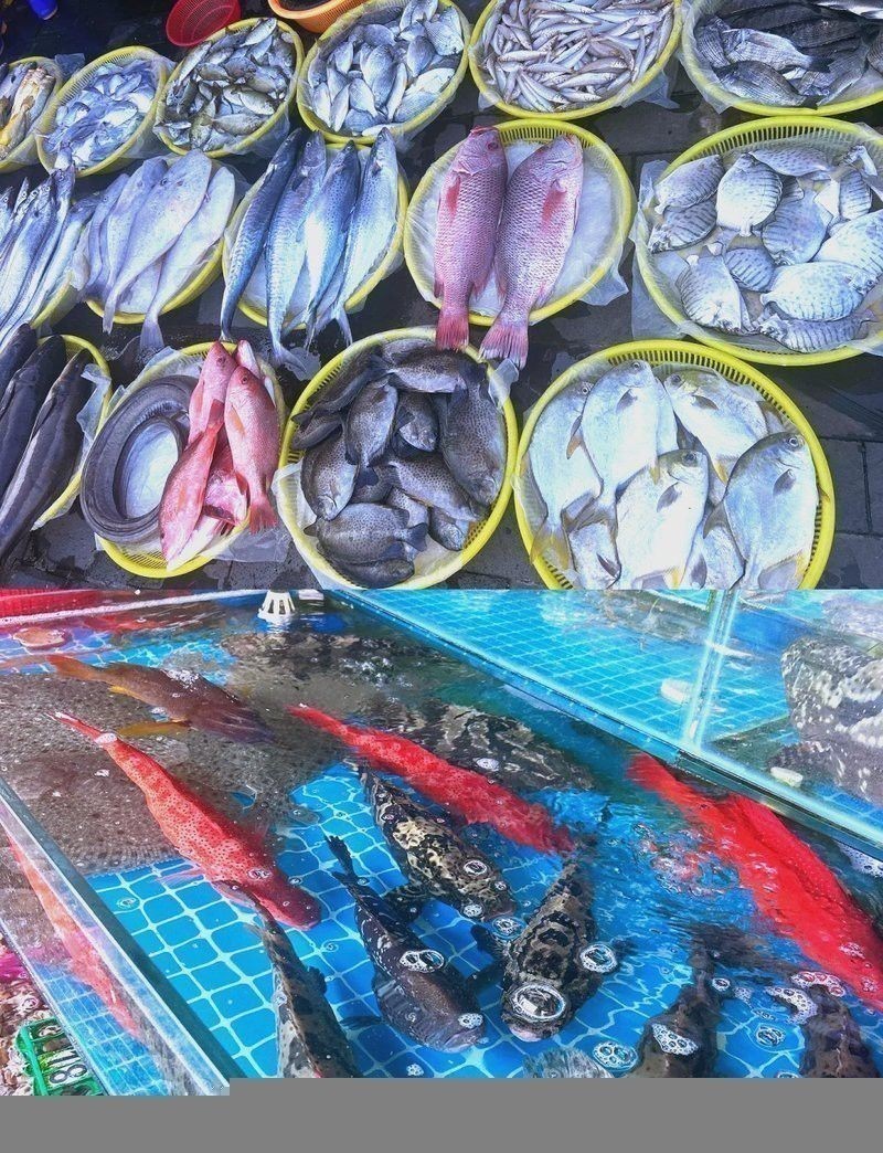 海南野生過(guò)山龍魚(yú)能吃嗎圖片大全