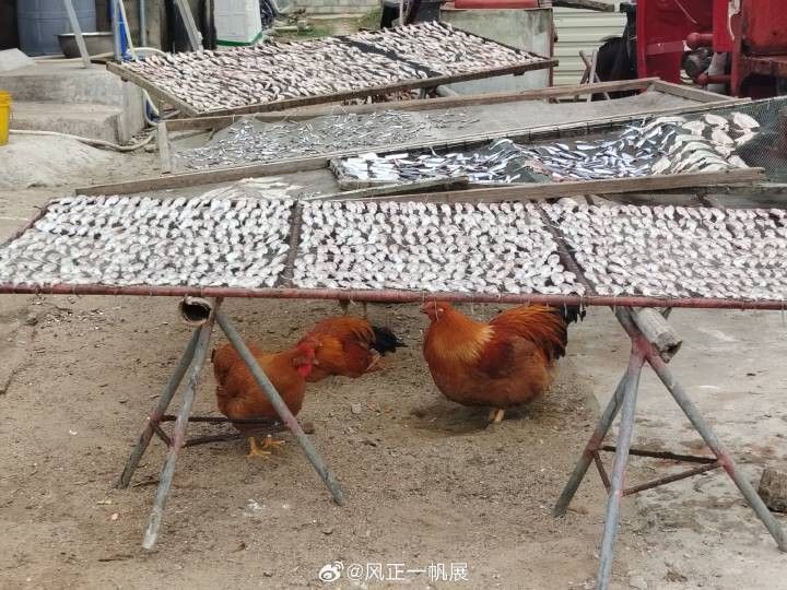 海南野生過(guò)山龍魚(yú)能吃嗎圖片大全
