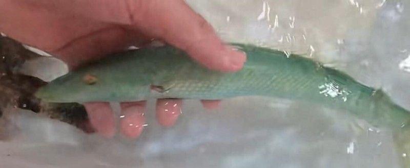 海南野生過(guò)山龍魚(yú)能吃嗎圖片大全