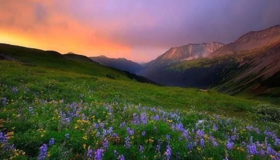 海南野生過(guò)山龍魚(yú)能吃嗎圖片大全