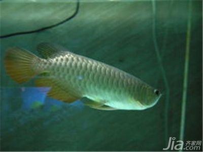 養(yǎng)龍魚最佳水位：六角龍魚養(yǎng)殖技巧，夏季養(yǎng)龍魚水位調整,冬季龍魚水溫控制方法