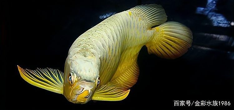 龍魚適合的溫度