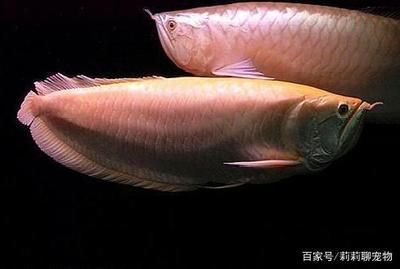龍魚5號治什么病（龍魚5號使用注意事項(xiàng)）
