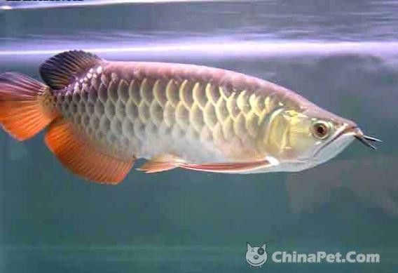 普通金龍魚(yú)有哪些品種？