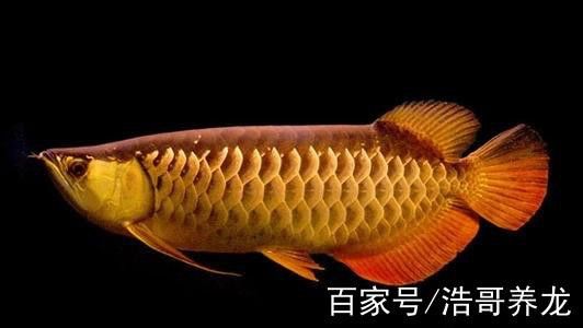 普通金龍魚(yú)有哪些品種？