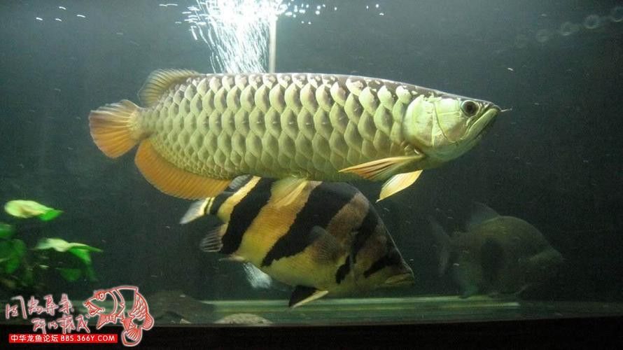 普通金龍魚(yú)有哪些品種？