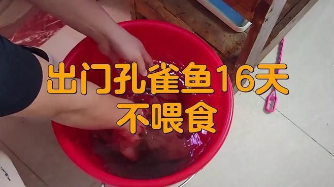 孔雀魚(yú)多久不喂會(huì)餓死？