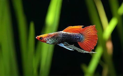 孔雀魚(yú)多久不喂會(huì)餓死？