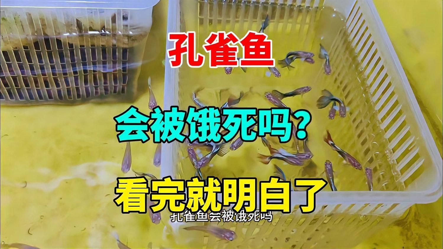 孔雀魚(yú)多久不喂會(huì)餓死？