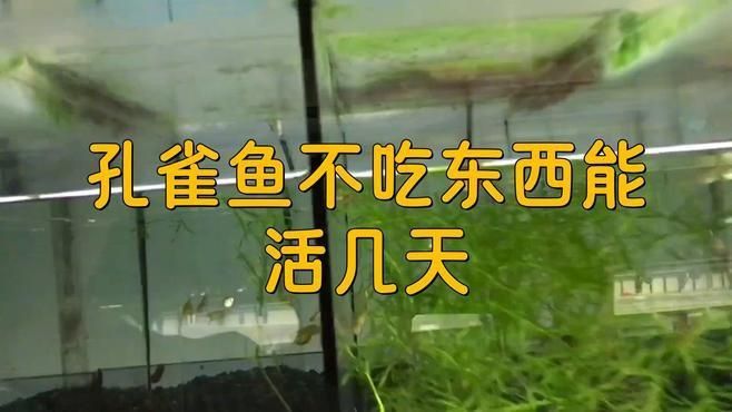 孔雀魚(yú)多久不喂會(huì)餓死？