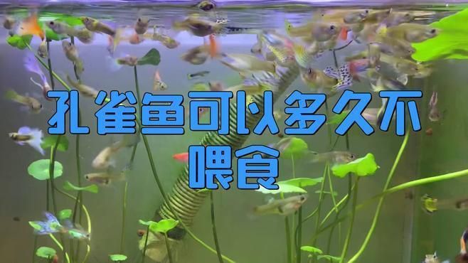 孔雀魚(yú)多久不喂會(huì)餓死？