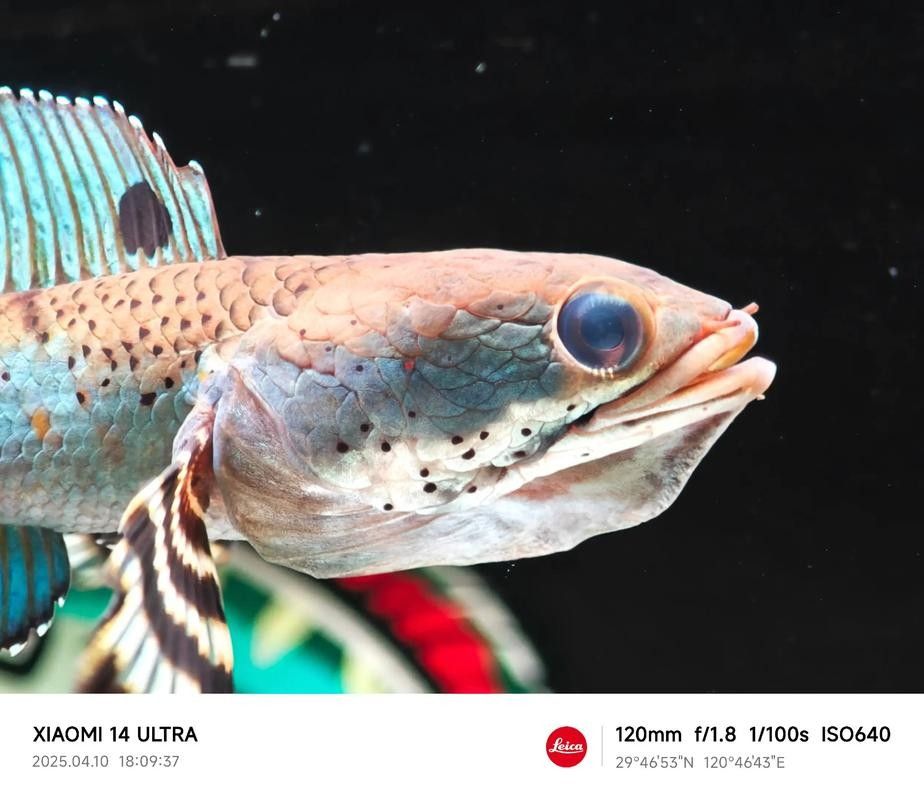 雷龍魚分布圖高清