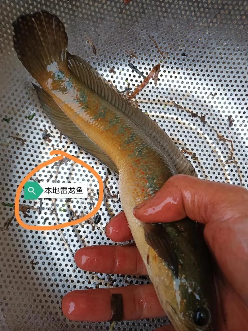 雷龍魚分布圖高清