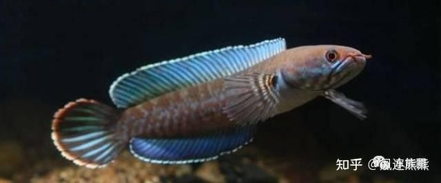 雷龍魚分布圖高清