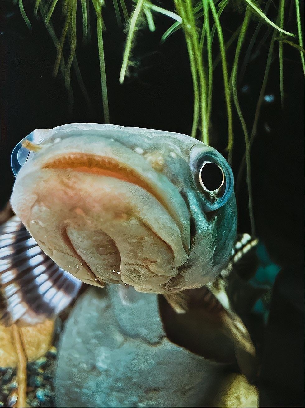 雷龍魚分布圖高清