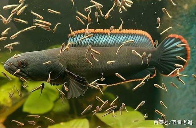 雷龍魚分布圖高清
