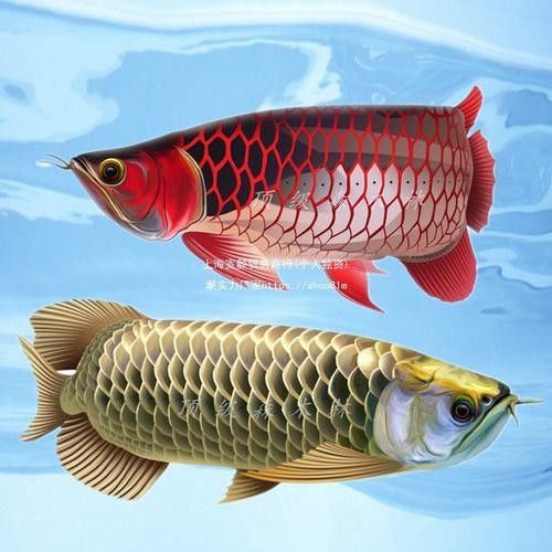 最貴金龍魚圖片大全