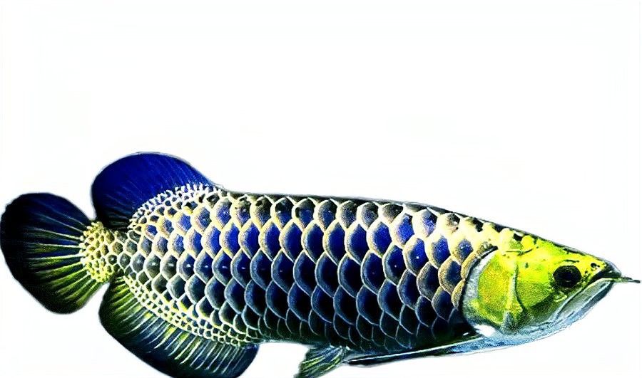 最貴金龍魚圖片大全