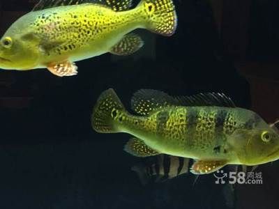 云南省昆明市龍魚批發市場電話（希望這些信息能幫助您順利聯系到昆明龍魚市場）