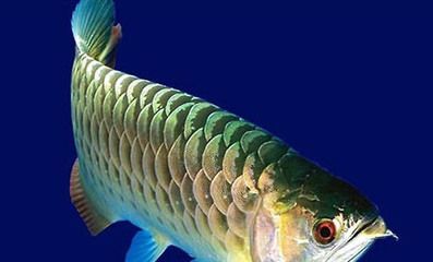 龍魚趴缸底的最佳治療（龍魚趴缸底的日常護理要點龍魚趴缸底的日常護理要點）