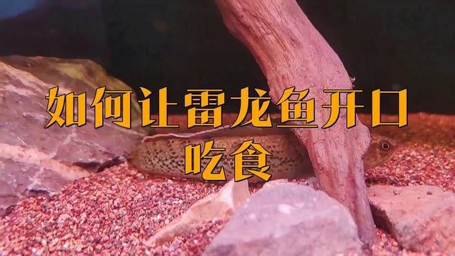 彩虹雷龍魚怎么養？彩虹雷龍魚飼養方法