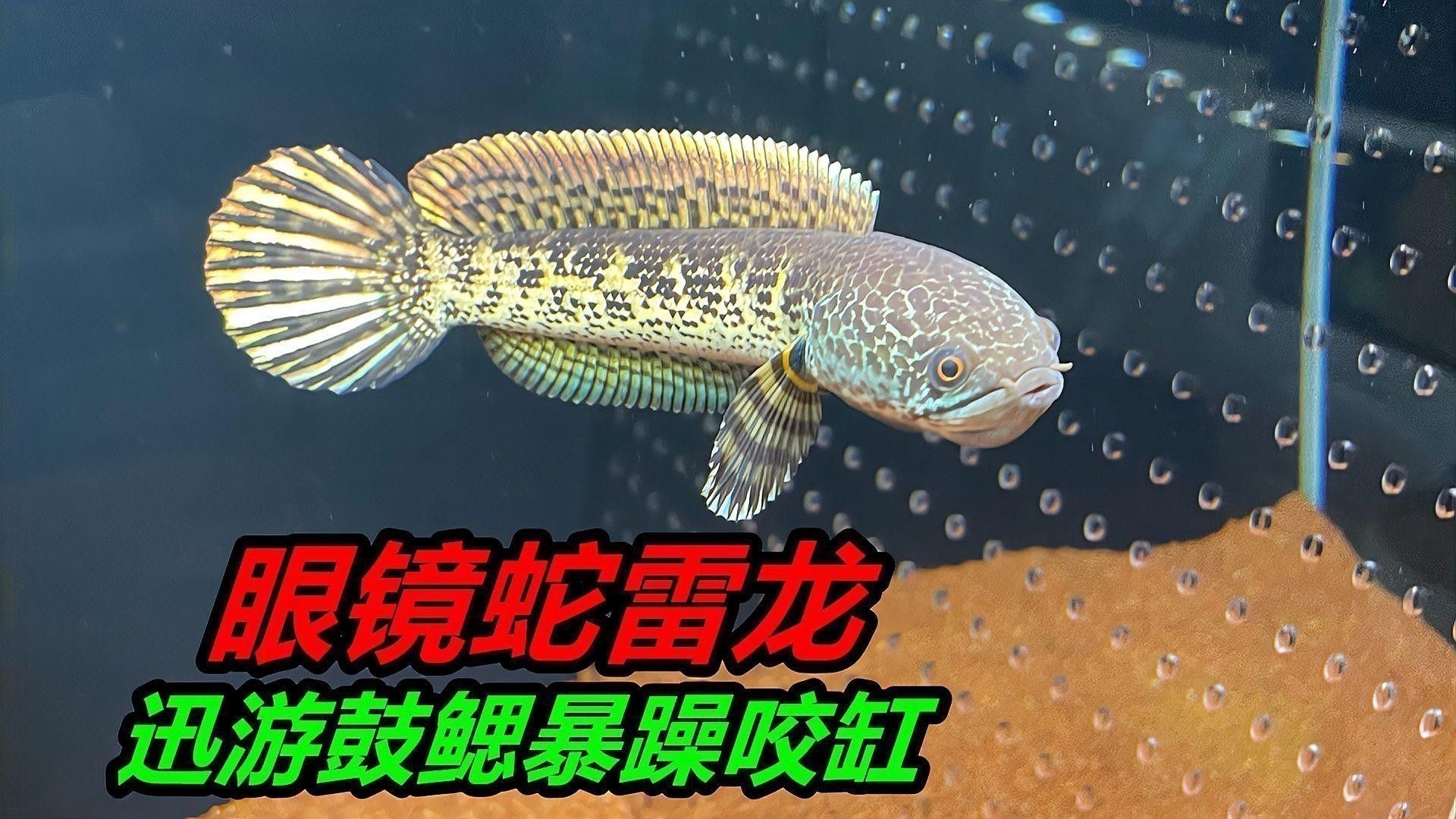 彩虹雷龍魚怎么養？彩虹雷龍魚飼養方法