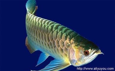 龍魚能活多長時間：龍魚的壽命受到多種因素影響，如何判斷龍魚的壽命受到多種因素