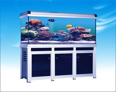 龍魚缸放什么位置好養(yǎng)魚：龍魚缸擺放位置