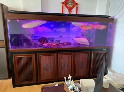 龍魚缸放什么位置好養(yǎng)魚：龍魚缸擺放位置