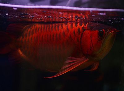 最貴的龍魚是血紅龍（也叫血麒麟），價格在1.5萬元以上：最貴的龍魚多少錢一條？