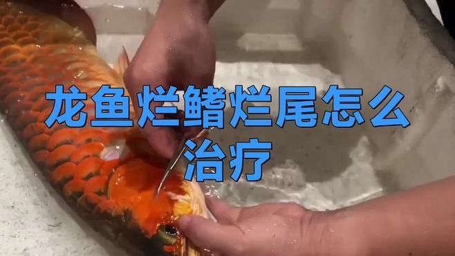 龍魚掉尾需要多久的藥浴？