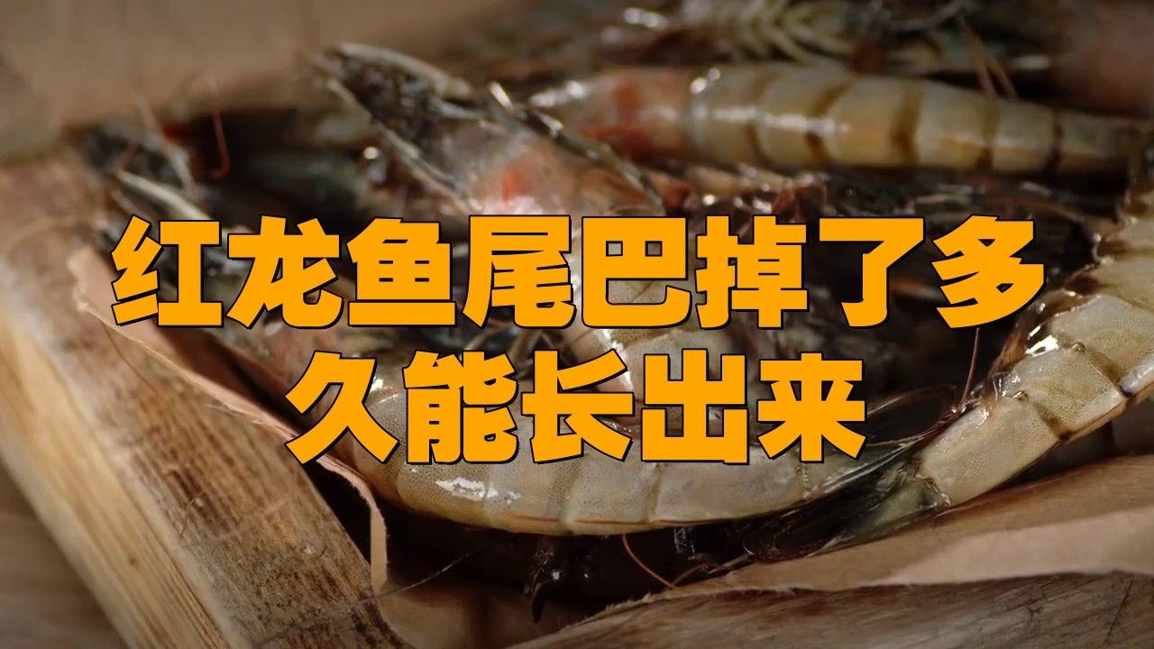 龍魚掉尾需要多久的藥浴？