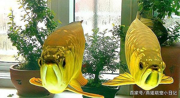 金龍魚和其他魚混養怎么喂食