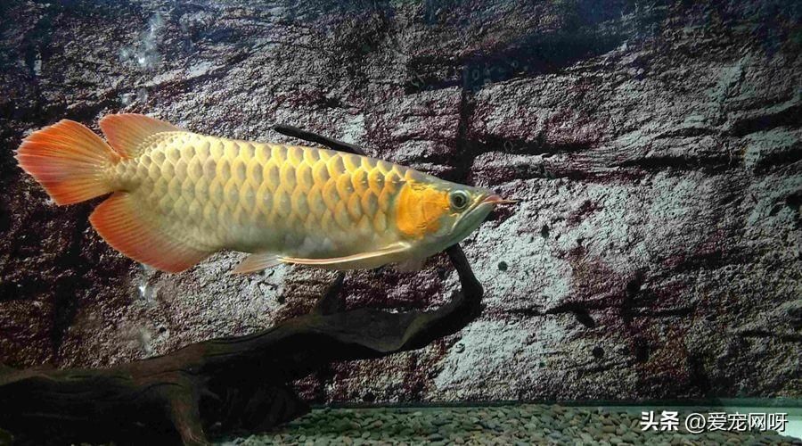 龍魚的象征意義和象征：龍魚的象征意義和寓意