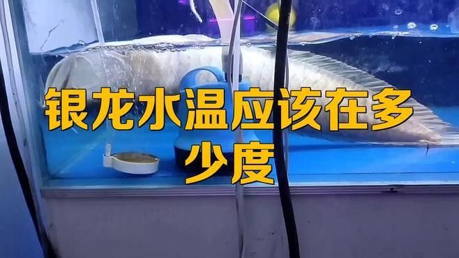 銀龍魚需要多少度的水溫才能養魚