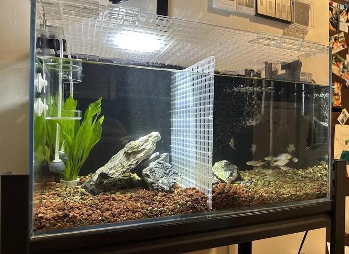 雷龍和龍魚虎魚混養嗎圖片